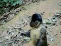 Macaco Pque Jaragua