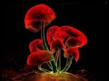 Krumelur minimal.wmv Krumelur minimal.wmv