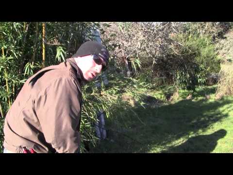 how to dig up bamboo and replant