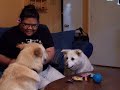 Andrea giving the dogs \"Hawaiian\" Treats