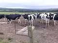 Whopper cows