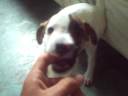 Princesa Fiona