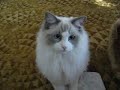 Franklin The Ragdoll