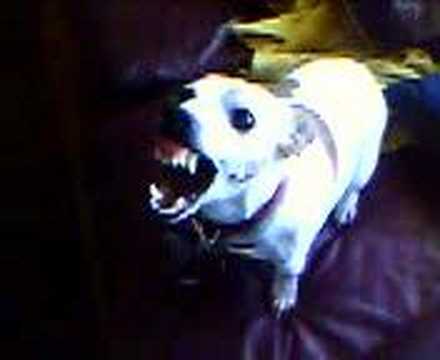 KleWdSide - This is my aunt's Jack Russell, Gilbert. He was a very angry dog! He's MIA.. I wouldn't be surprised if he's the leader of a pack of coyotes.