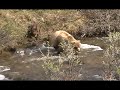 Grizzly Mama Bear and Cubs Swimming Lesson