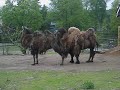 Korkeasaari tuo hauska paikka
