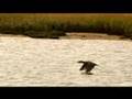 A More Mystical Concept of Animals