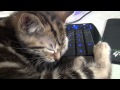 Meet Mr. Meowgi