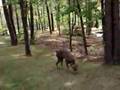 videos de Lola Playing with the butterflies