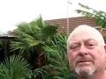 Washingtonia robusta survives UK 2009 Blizzards. Life History 16 years from seed