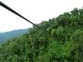 Gibbon Experience: On the zipline