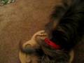 videos de Milo and the puzzle