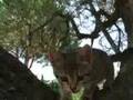 Micia arboricola - Treetop cat