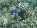 Snorkeling in front of Starfish Blue