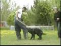 Boyero de Flandes video