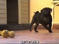 Doguillos Sohail Primera Camada / First Litter 11/09/08 Pug Carlinos 2008 Doguillos Sohail Primera Camada / First Litter 11/09/08 Pug Carlinos 2008