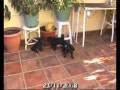 videos de Doguillos Sohail Primera Camada / First Litter 11/09/08 Pug Carlinos 2008