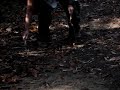 juliana borges capturando bothrops atrox em ubajara, ce, durante aula de campo de zoologia iii - ufc