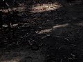 juliana borges capturando bothrops atrox em ubajara, ce, durante aula de campo de zoologia iii - ufc