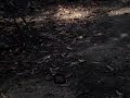 juliana borges capturando bothrops atrox em ubajara, ce, durante aula de campo de zoologia iii - ufc