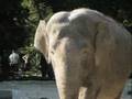 video ZOO Ljubljana