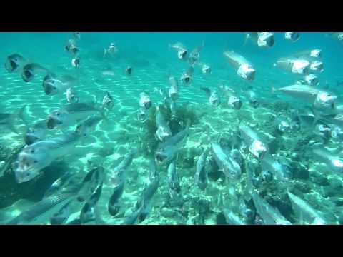 время ловли ставриды в черном море время ловли ставриды в черном море
