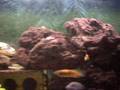 The fish in my fishtank