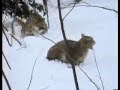 Cougar vs Lynx