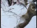 Cougar vs Lynx