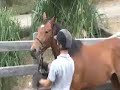 Equitana 2008 - The Way of the Horse continued_02part 1.mov Equitana 2008 - The Way of the Horse continued_02part 1.mov