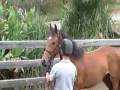 Equitana 2008 - The Way of the Horse continued_02part 1.mov