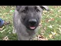Available ISSR Shiloh Shepherd Puppies