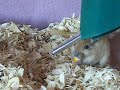 Ginger eating corn