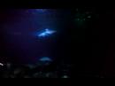 des requin un peu dangereux