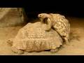 zwei Schildkröten beim Paarungsversuch im Zweikampf