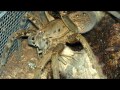 Click here to watch this video Fishing spider feeding time