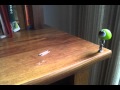 weird frog man