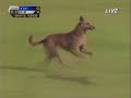 animals in football