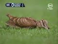 Animals in Football Animals in Football