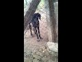 Rampur,Chippiparai,mudhol hound,pashmi in oneplace Chippiparai hound