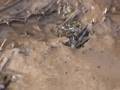 videos de Divide Creek Seep 2004 -- characteristics of seep in wetlands
