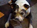 dog nibbles feet 2
