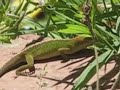 Anole Alley, S2-E21. The Mating Game, Part 1. Anole Alley, S2-E21. The Mating Game, Part 1.