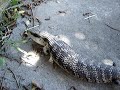 Australian Blue Tongue Lizard