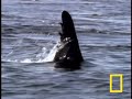 Velryba zabiják - video
