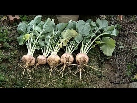 how to fertilize rutabaga