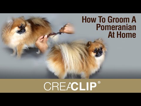 How To Groom A Pomeranian At Home - Makes Grooming your DOG easy!