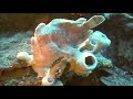 Divespot Basdiot in Moal Boal