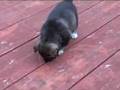 Akita Inu video