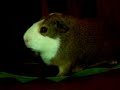 My Guinea Pig Bob eating a Corn husk My Guinea Pig Bob eating a Corn husk